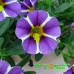 Калибрахоа Colibri Purple Bling Калибрахоа Colibri Purple Bling
