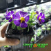 Калибрахоа Colibri Purple Bling Калибрахоа Colibri Purple Bling