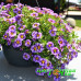 Калибрахоа Colibri Purple Bling Калибрахоа Colibri Purple Bling