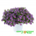 Калибрахоа Colibri Purple Bling