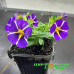 Калибрахоа Colibri Purple Bling Калибрахоа Colibri Purple Bling