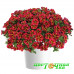 Калибрахоа Colibri Exotic Red Bling