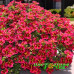 Калибрахоа Colibri Exotic Red Bling Калибрахоа Colibri Exotic Red Bling
