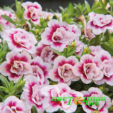 Калибрахоа Mini Famous Neo Double Pink Tastic
