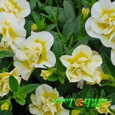 Калибрахоа Superbells Double Cream