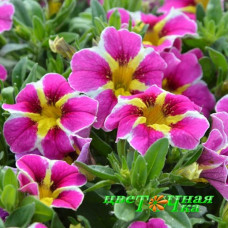 Калибрахоа Superbells Starburst Pink