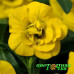Калибрахоа Mini Famous Neo Double Yellow