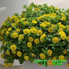 Калибрахоа Mini Famous Neo Double Yellow