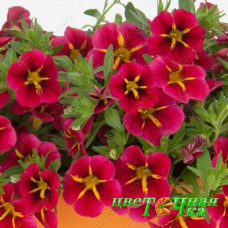 Калибрахоа Rave Cherry 23
