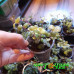 Каллизия repens Gold