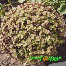 Каллизия repens Gold