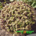 Каллизия repens Gold