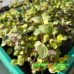 Каллизия repens Gold