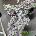 Каллизия repens Kribo