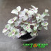 Каллизия repens Kribo