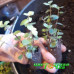 Каллизия repens Green
