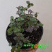 Каллизия repens Green