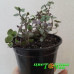 Каллизия repens Green