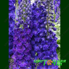 Дельфиниум Новозеландский Pagan Purples
