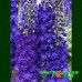 Дельфиниум Новозеландский Pagan Purples
