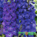 Дельфиниум Новозеландский Pagan Purples