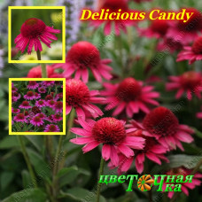 Эхинацея Delicious Candy