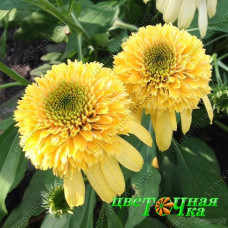 Эхинацея Lemon Drop