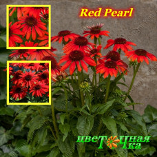 Эхинацея Red Pearl