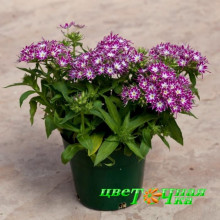 Флокс Друммонда Popstars Purple