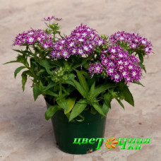 Флокс Друммонда Popstars Purple
