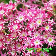 Флокс Друммонда Popstars Rose with Eye