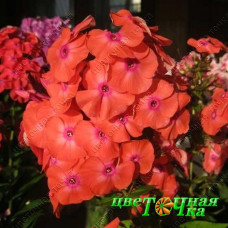 Флокс метельчатый Фобос