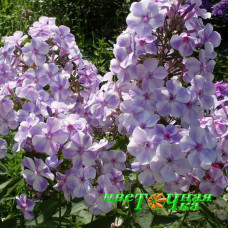Флокс метельчатый Гжель