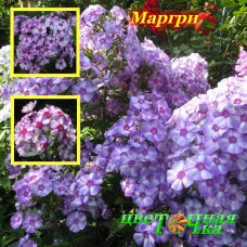 Флокс метельчатый Маргри