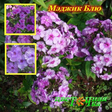Флокс метельчатый Мэджик Блю