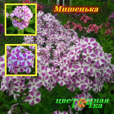 Флокс метельчатый Мишенька