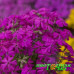 Флокс шиловидный Spring Hot Pink