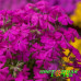 Флокс шиловидный Spring Hot Pink