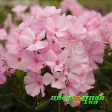Флокс метельчатый Pinky Hill