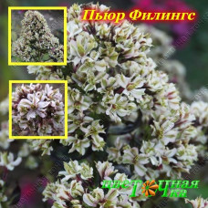 Флокс метельчатый Пьюр Филингс