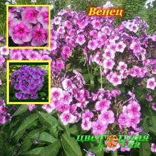 Флокс метельчатый Венец
