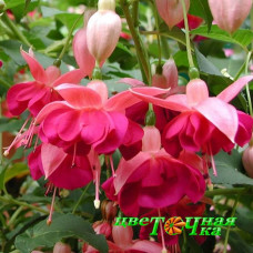 Фуксия Garden News