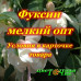Фуксии мелким оптом