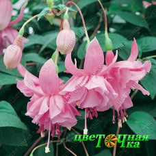 Фуксия Pink Galore