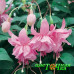 Фуксия Pink Galore