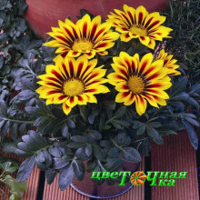 Гацания жестковатая Kiss Yellow Flame