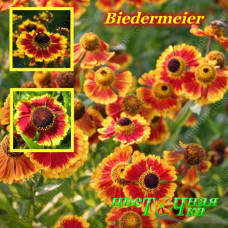 Гелениум Biedermeier