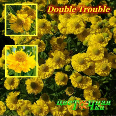 Гелениум Double Trouble