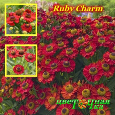 Гелениум Ruby Charm