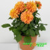 Георгина Labella Grande Orange